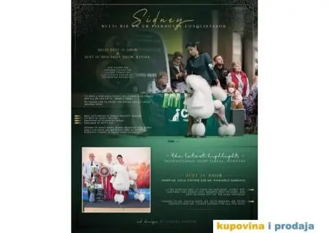 Standard PUDLE vrhunski štenci iz odgajivačnice Alta Signa - 1/9