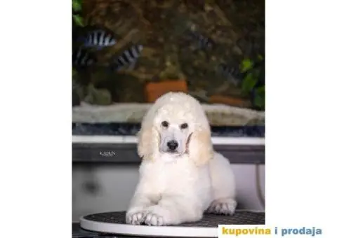 Standard PUDLE vrhunski štenci iz odgajivačnice Alta Signa - 2/9