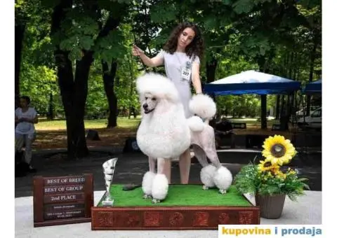 Standard PUDLE vrhunski štenci iz odgajivačnice Alta Signa - 3/9