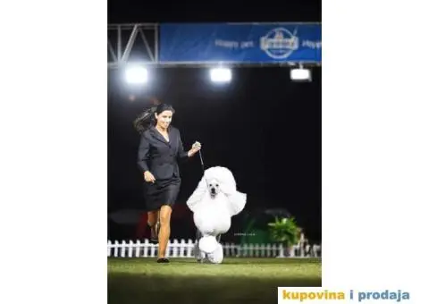 Standard PUDLE vrhunski štenci iz odgajivačnice Alta Signa - 4/9