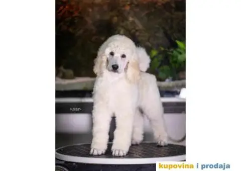 Standard PUDLE vrhunski štenci iz odgajivačnice Alta Signa - 5/9