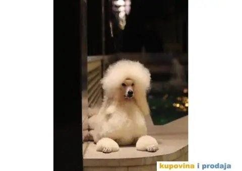 Standard PUDLE vrhunski štenci iz odgajivačnice Alta Signa - 6/9