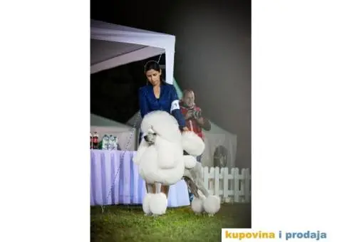 Standard PUDLE vrhunski štenci iz odgajivačnice Alta Signa - 7/9