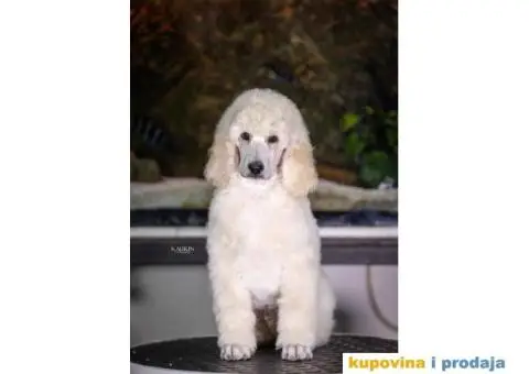 Standard PUDLE vrhunski štenci iz odgajivačnice Alta Signa - 8/9