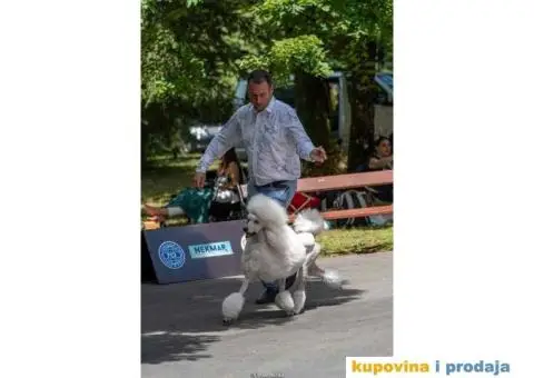 Standard PUDLE vrhunski štenci iz odgajivačnice Alta Signa - 9/9