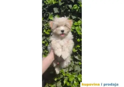 Havanski bišon štenci - 1/5