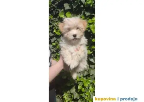 Havanski bišon štenci - 2/5