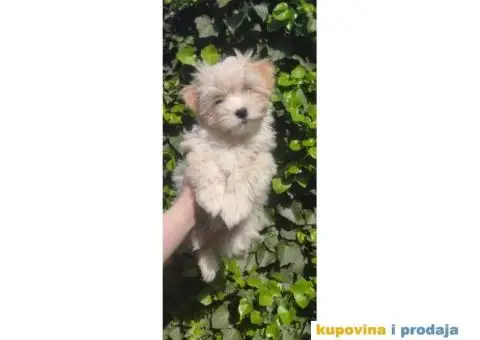 Havanski bišon štenci - 3/5