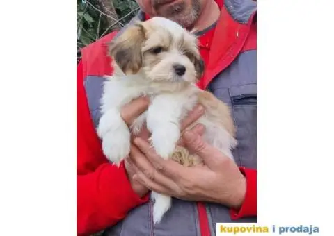 Havanski bišon štenci - 4/5