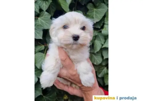 Havanski bišon štenci - 5/5