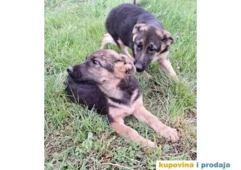 Nemački ovčar štenci - 1/13