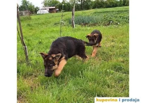 Nemački ovčar štenci - 2/13