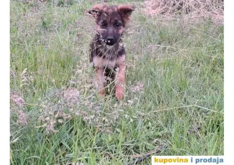 Nemački ovčar štenci - 3/13