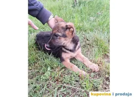 Nemački ovčar štenci - 4/13
