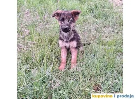 Nemački ovčar štenci - 5/13