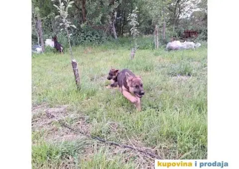 Nemački ovčar štenci - 6/13