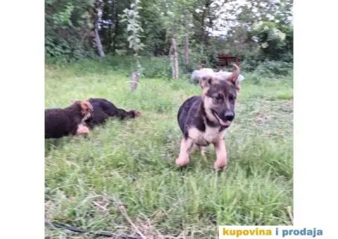 Nemački ovčar štenci - 7/13