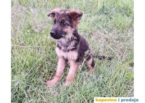 Nemački ovčar štenci - 8/13