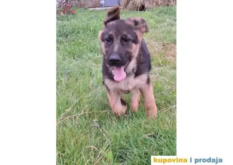 Nemački ovčar štenci - 9/13