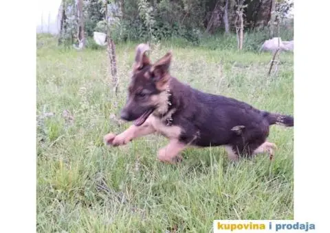 Nemački ovčar štenci - 10/13