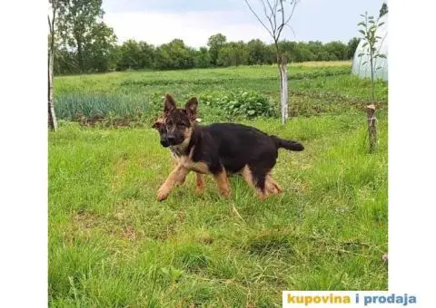 Nemački ovčar štenci - 11/13