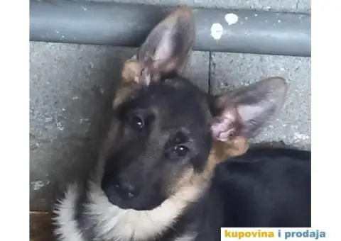 Nemački ovčar štenci - 12/13