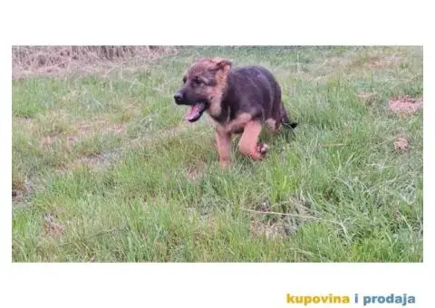 Nemački ovčar štenci - 13/13