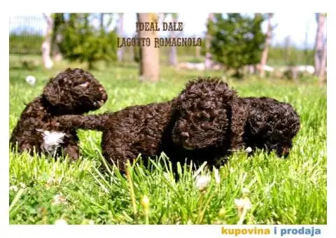Lagotto Romagnolo štenci - 2/5