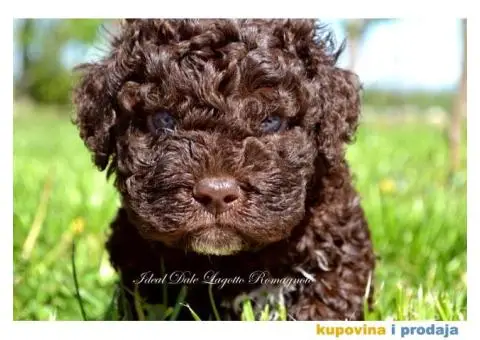 Lagotto Romagnolo štenci - 3/5