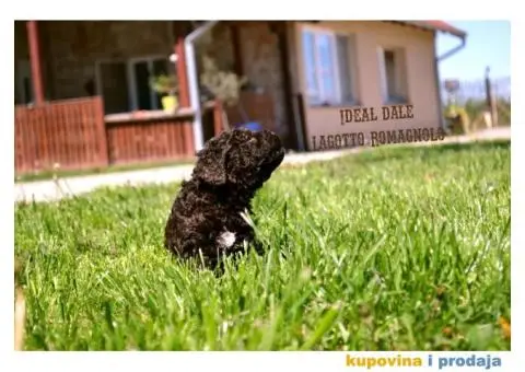 Lagotto Romagnolo štenci - 4/5