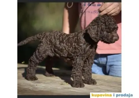 Lagotto Romagnolo štenci - 5/5