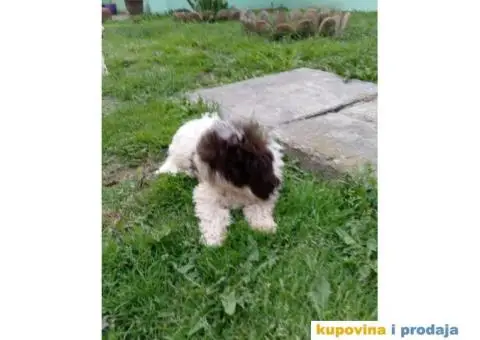 Lagotto Romagnolo štenci - 1/5