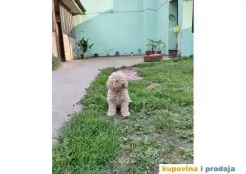 Lagotto Romagnolo štenci - 2/5