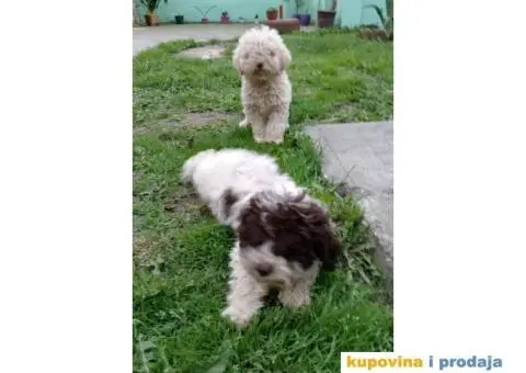 Lagotto Romagnolo štenci - 3/5