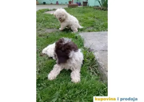 Lagotto Romagnolo štenci - 4/5