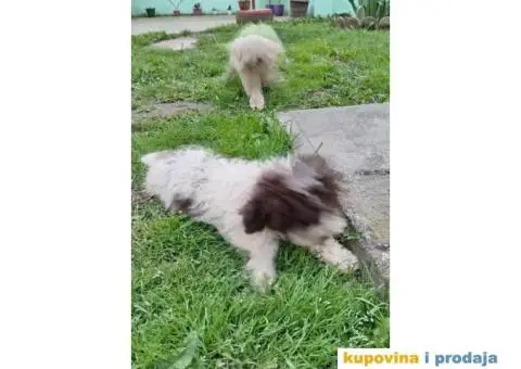 Lagotto Romagnolo štenci - 5/5