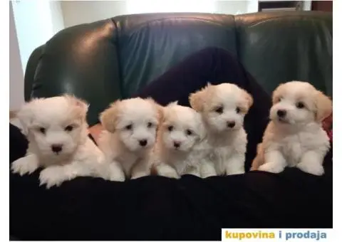 Prodajem štence COTON de TULEAR - 1/9