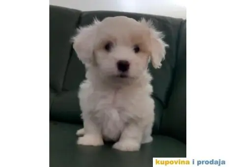 Prodajem štence COTON de TULEAR - 2/9