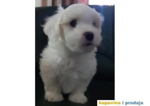 Prodajem štence COTON de TULEAR - 3/9