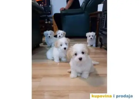 Prodajem štence COTON de TULEAR - 4/9