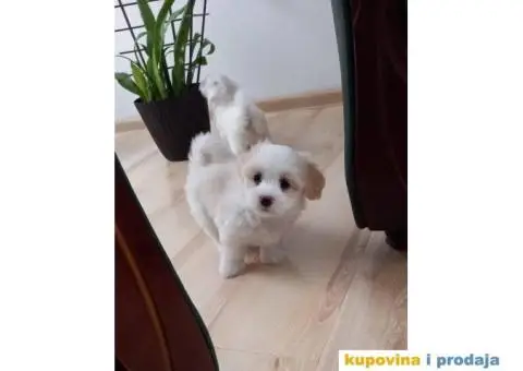Prodajem štence COTON de TULEAR - 5/9