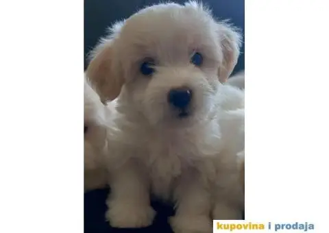 Prodajem štence COTON de TULEAR - 6/9
