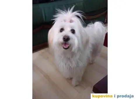 Prodajem štence COTON de TULEAR - 7/9