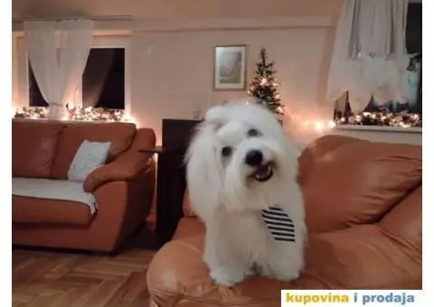 Prodajem štence COTON de TULEAR - 8/9
