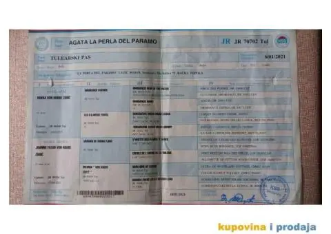 Prodajem štence COTON de TULEAR - 9/9