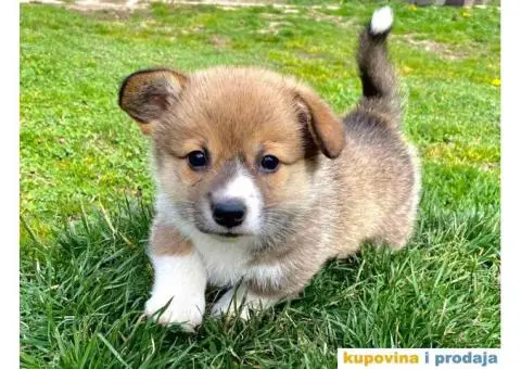 Velški korgi - pembrok štenci - 1/9