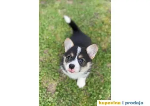 Velški korgi - pembrok štenci - 2/9