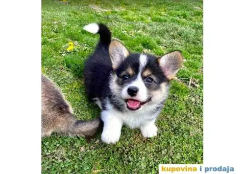 Velški korgi - pembrok štenci - 3/9