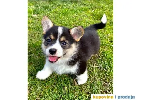 Velški korgi - pembrok štenci - 4/9