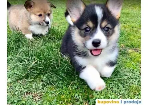 Velški korgi - pembrok štenci - 5/9